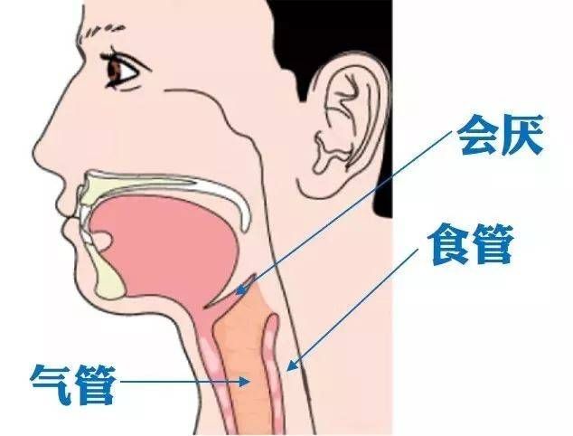 人的食道在哪个位置(人的食道在左边还是右边)