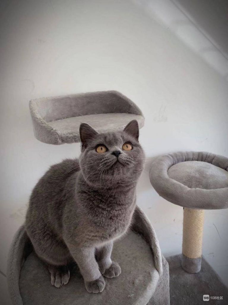蓝猫好在哪里(英短为什么活不过五岁)