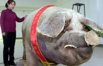 獠牙长在哪(女人长獠牙是什么意思)