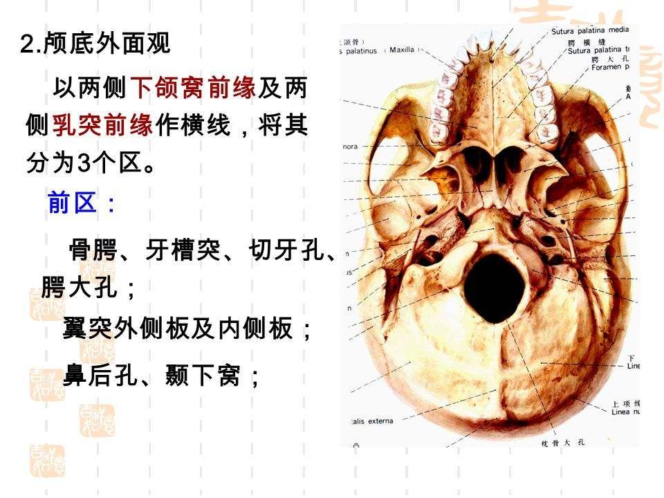 翼突在哪(翼突在口腔什么位置)