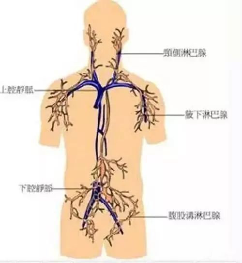 淋巴腺在哪个位置(淋巴结肿大是怎么回事)