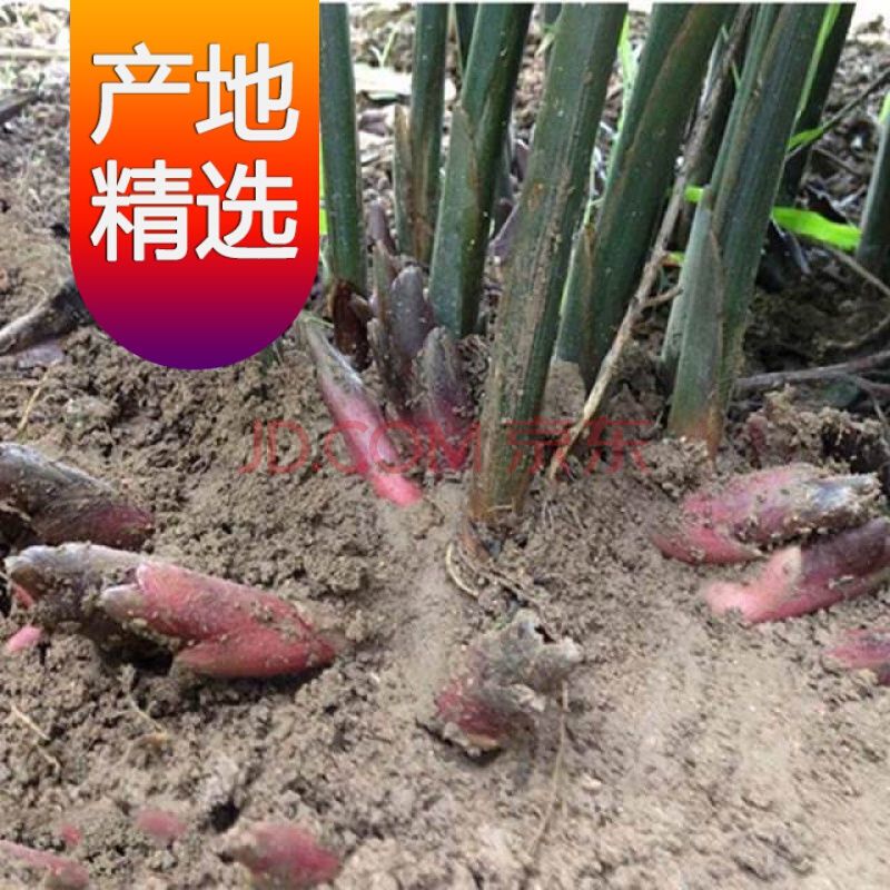 洋荷姜种苗在哪里买(阳荷姜一般多少钱一斤)