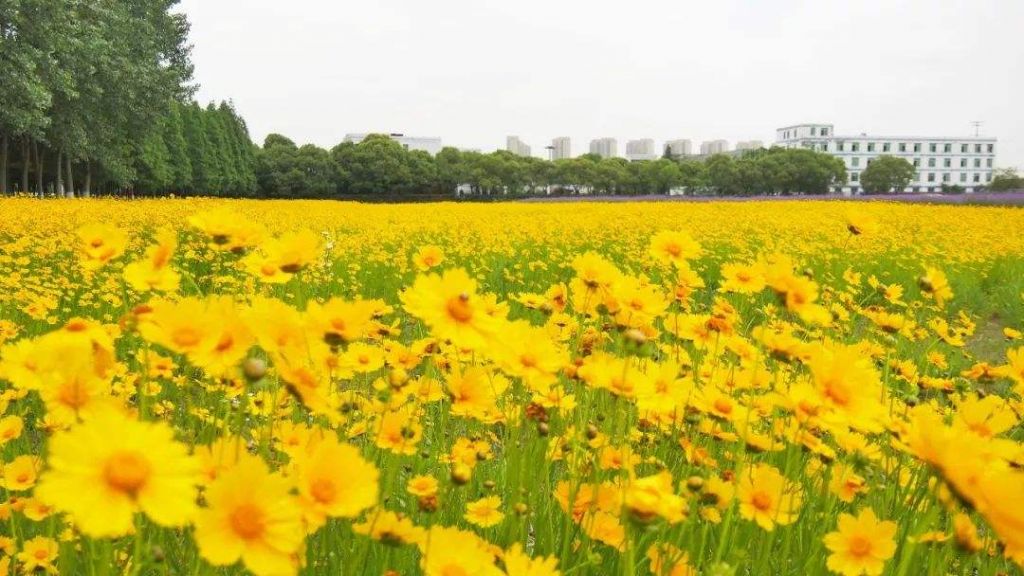 陵水花海在哪(天龙八部忘川花海在哪)