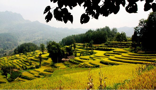 花田贡米在哪里(万年贡米是哪个皇帝)