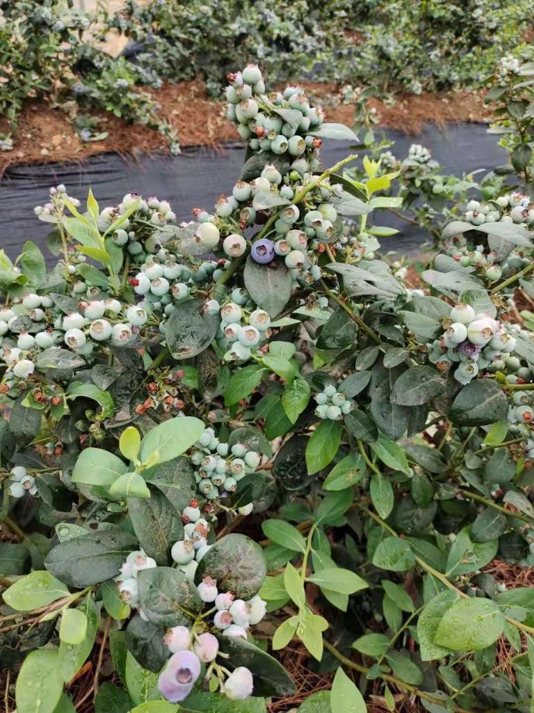 昭通秋甸蓝莓园在哪里(马家瑞卡蓝莓园定植基地)