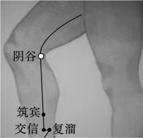 后股穴道在哪(肛脉位置示意图)