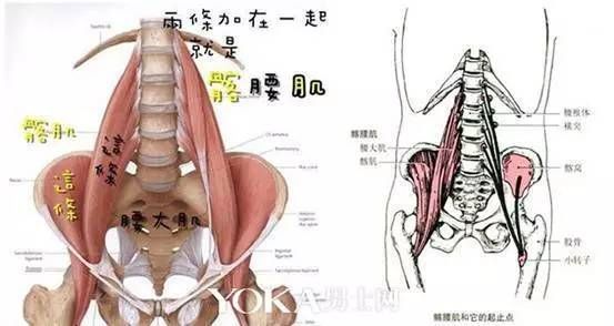 关于髂腰肌在哪个位置图片的信息