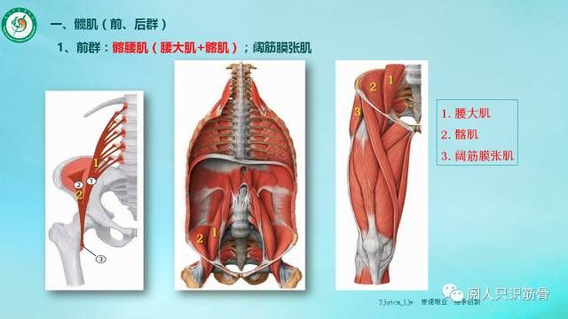 关于髂腰肌在哪个位置图片的信息