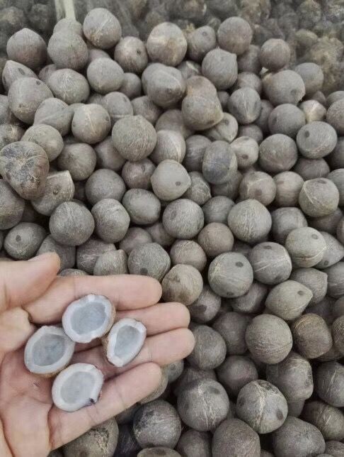 海椰子在哪买(海椰子切开图片)