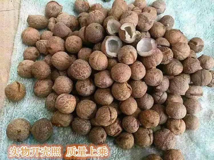 海椰子在哪买(海椰子切开图片)