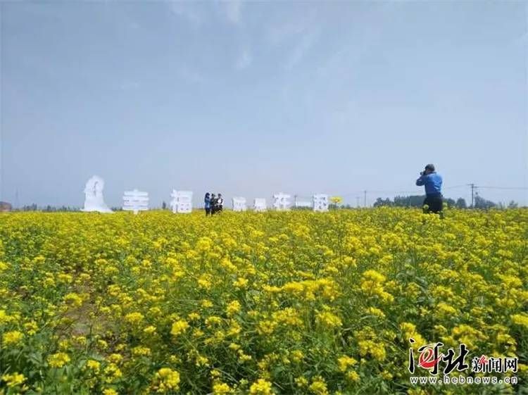 衡水油菜花在哪里(衡水油菜花地什么位置)