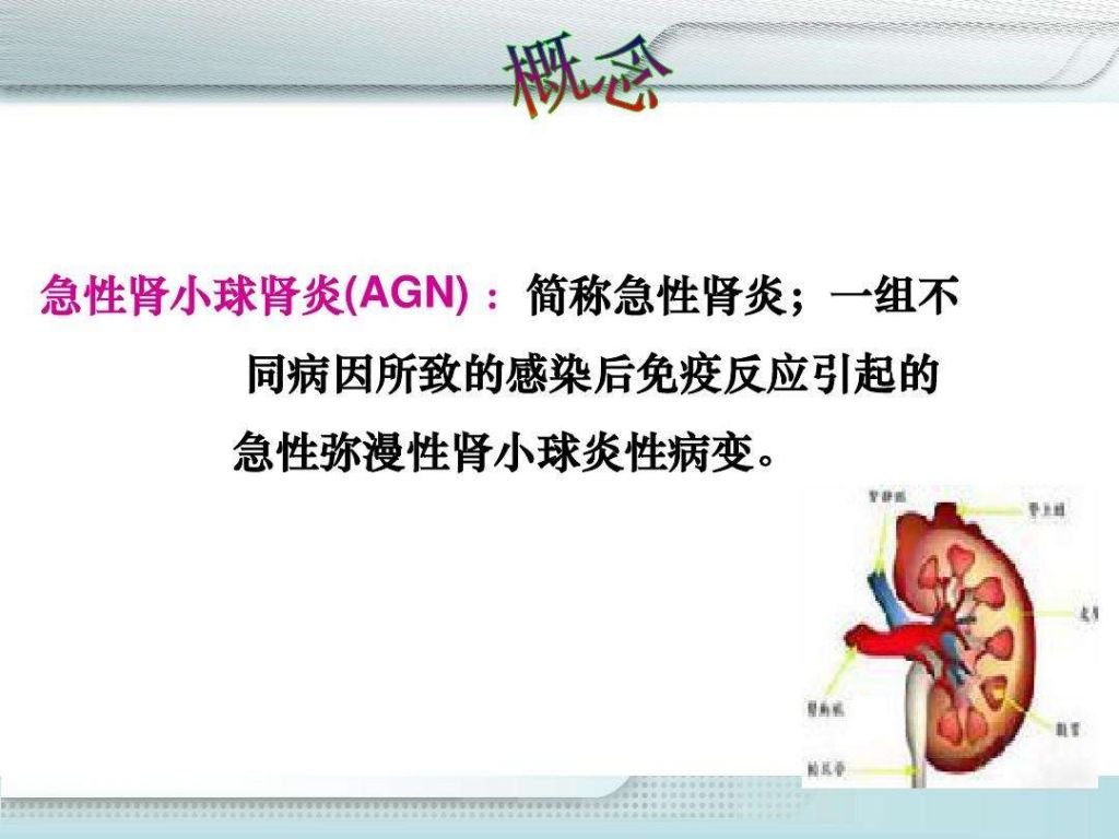 肾小球在哪里(鑲惧皬鐞冨湪鍝釜浣嶇疆)