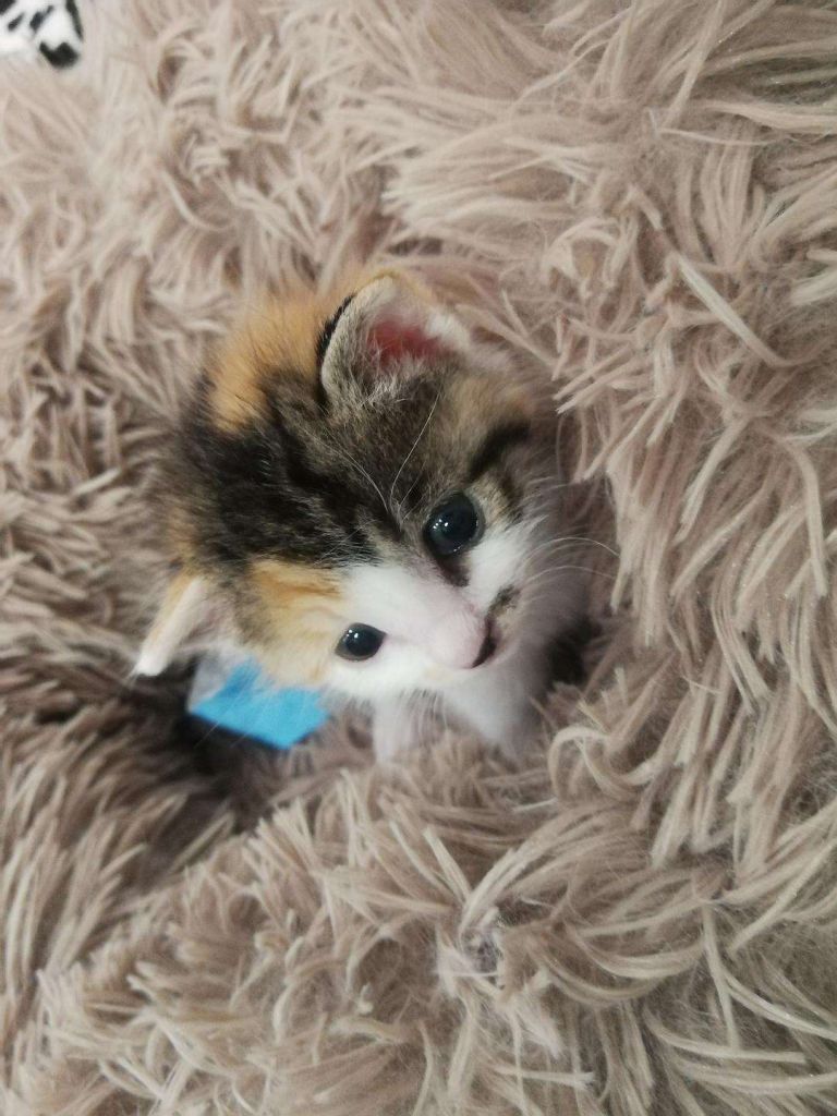 奶猫在哪捡(捡来的小奶猫一直叫怎么办)