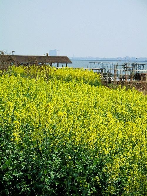 莲花岛在哪(莲花岛三元府第)