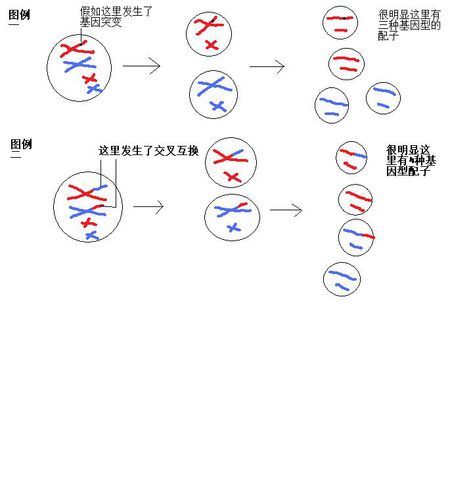 基因条在哪(基因位点转入本号)