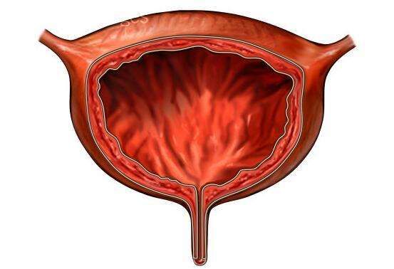 膀胱在哪侧(膀胱在哪个位置图)