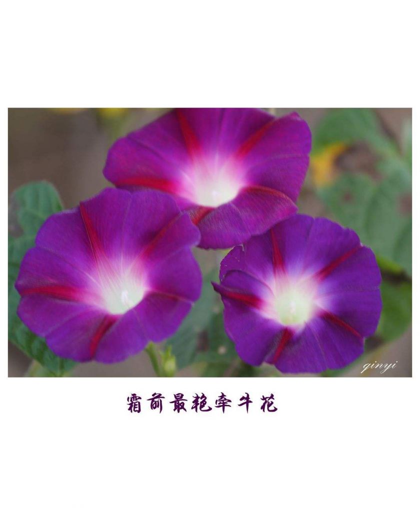 孀花在哪里(魔兽世界霜花)