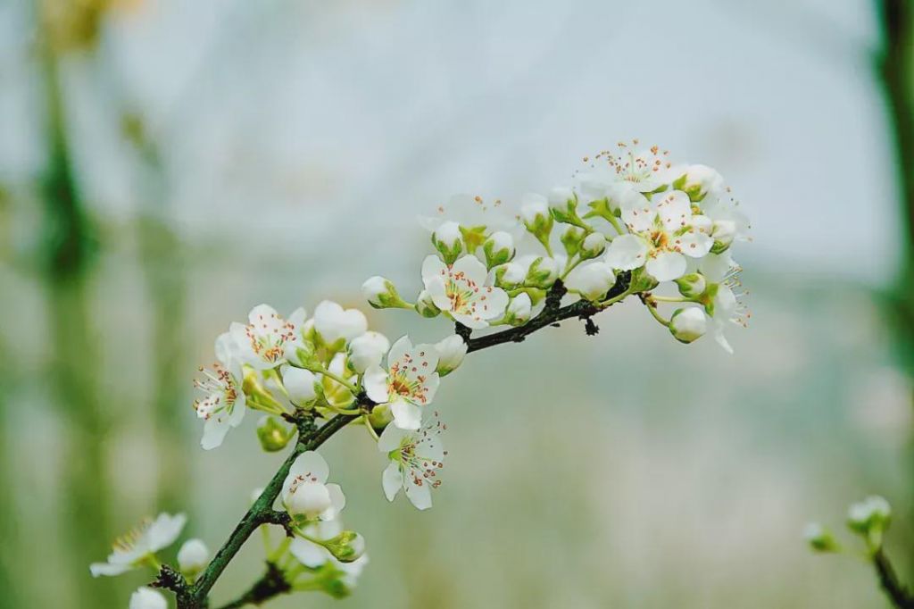 孀花在哪里(魔兽世界霜花)