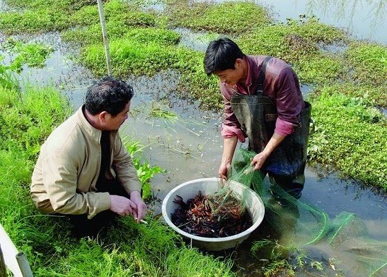 龙虾生长在哪(龙虾生长在哪里)