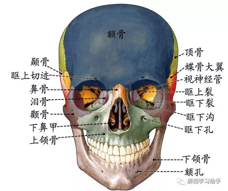 颞顶骨在哪(人的头盖骨有多硬)