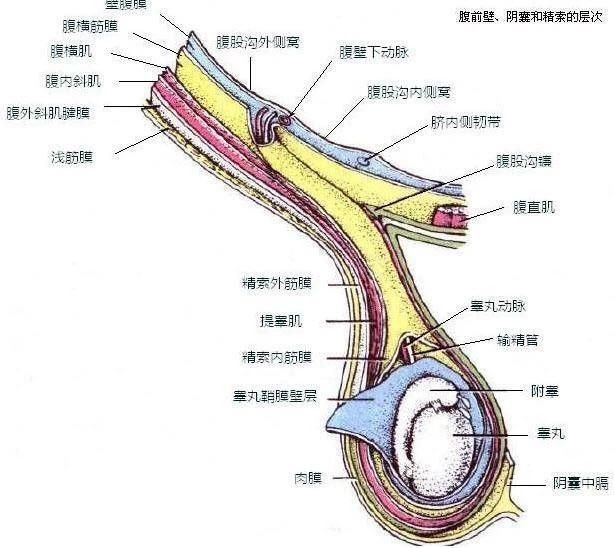 男人的高丸在哪里(睾丸里面有个小肉球)