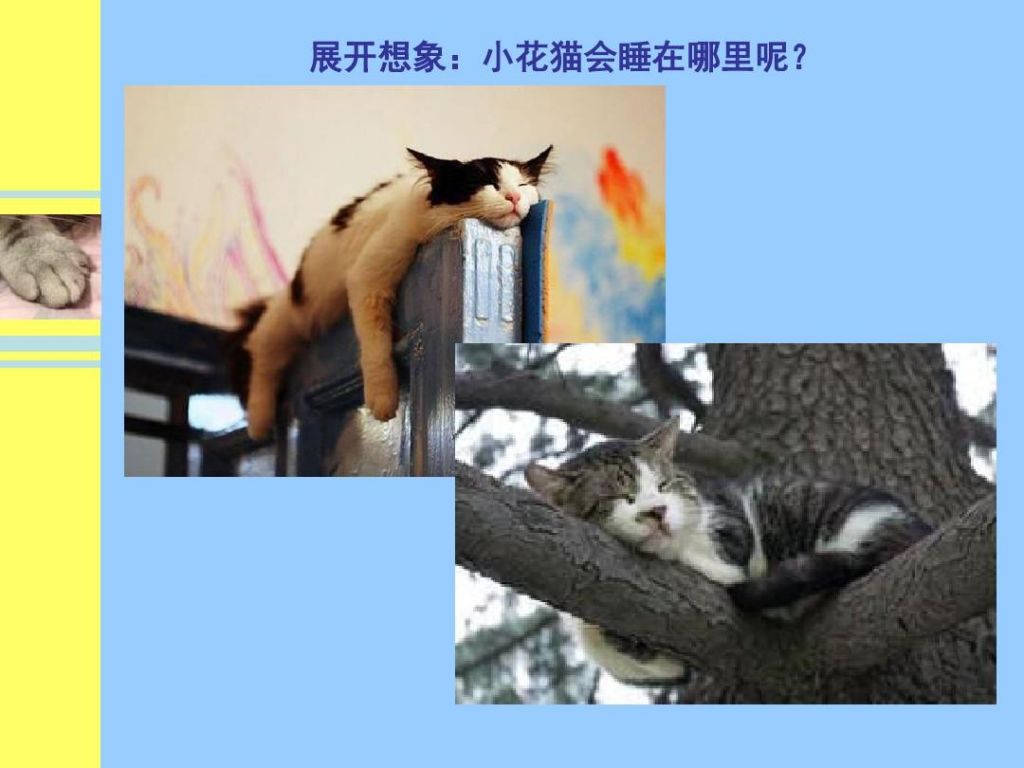 小花猫的汉藏在哪里(小猫找汗受到什么启发)