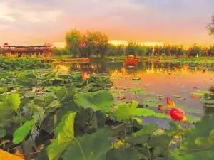 天津万亩荷花池在哪里(陕西万亩荷花塘在什么地方)