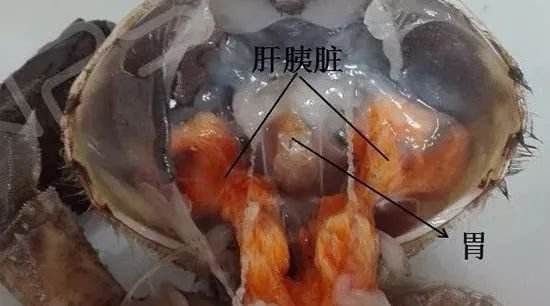 大闸蟹胃在哪(大闸蟹怎么吃视频)