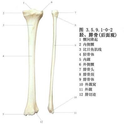 胫骨在哪个位置(胫骨的准确位置图)