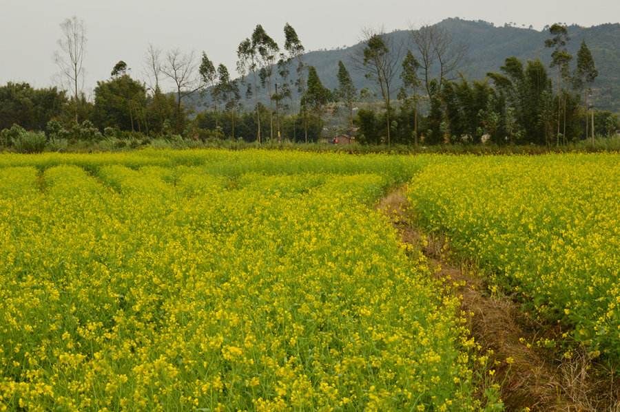 韶关油菜花海在哪里(2020年韶关大塘油菜花)