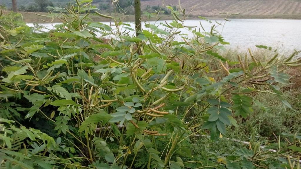 植物杆在哪买(高杆绿植有哪些)