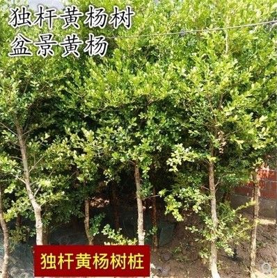 植物杆在哪买(高杆绿植有哪些)