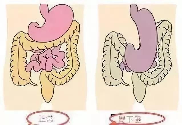 胃部在哪里(人体胃部在哪里)