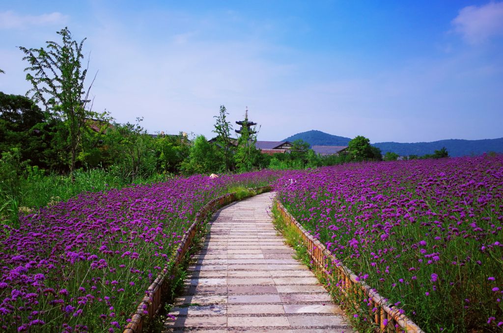 满城花海在哪(保定满城花海在哪儿)