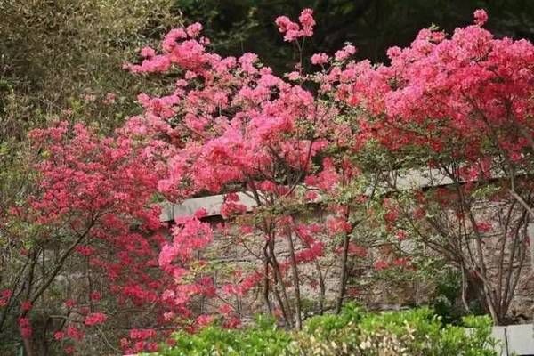 杜鹃花在哪个城市(杜鹃花是哪个城市里的)