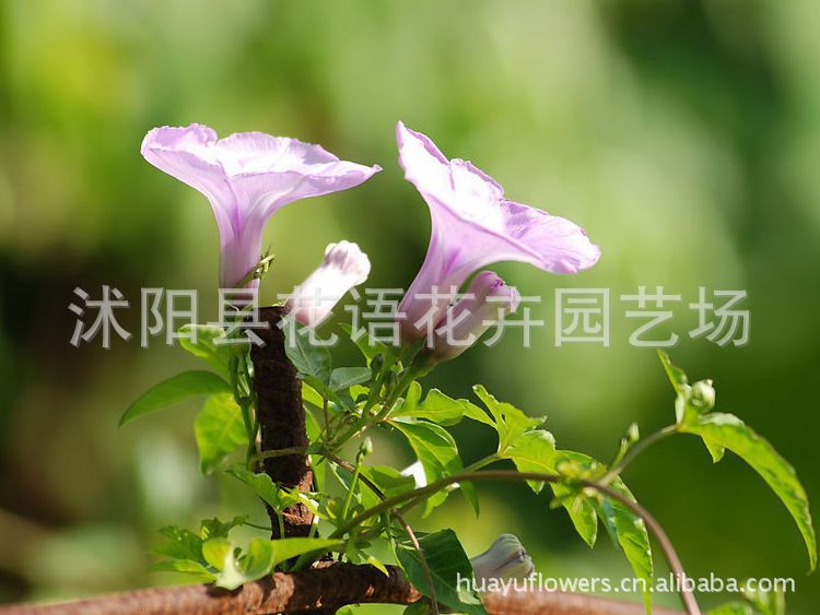 牵牛花的种子在哪里(矮牵牛种子发芽的图片)