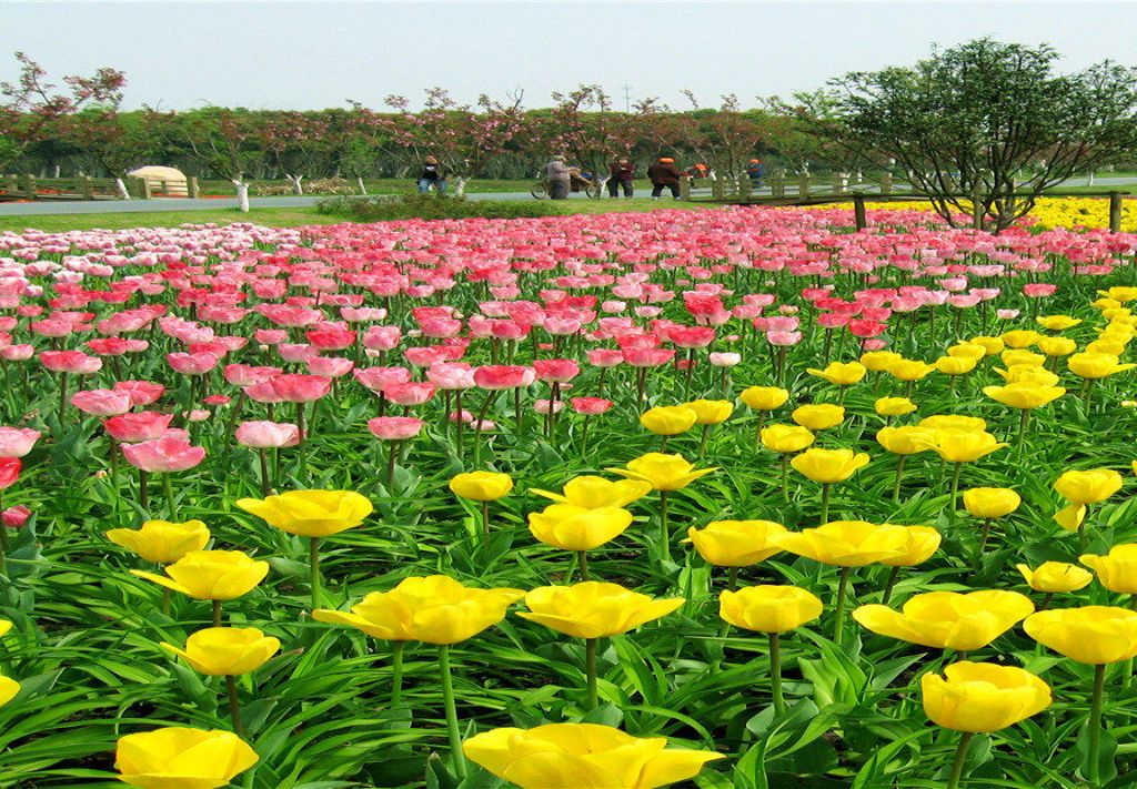 苏州花卉植物园在哪里(苏州中国花卉植物园简介)