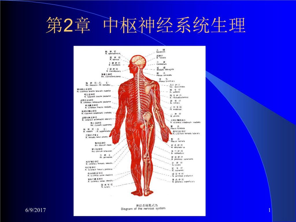 尿便中枢在哪(排尿高级中枢位于哪里)