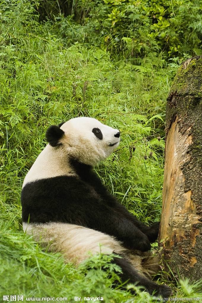 熊猫图片大全(熊猫图片大全简笔画)
