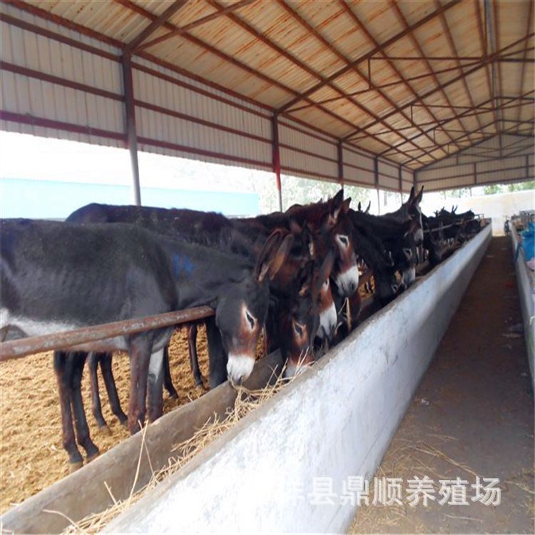 包含甘肃养驴基地在哪里的词条