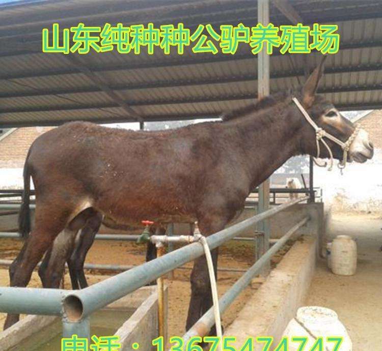 包含甘肃养驴基地在哪里的词条