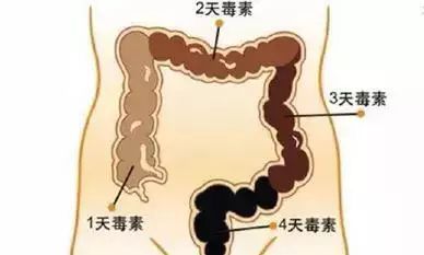 腹部肠道在哪(人体肠道走向图)