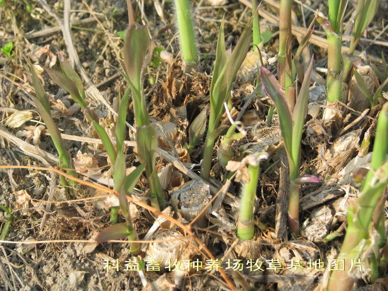 皇竹草在哪(皇竹草种子种植视频)