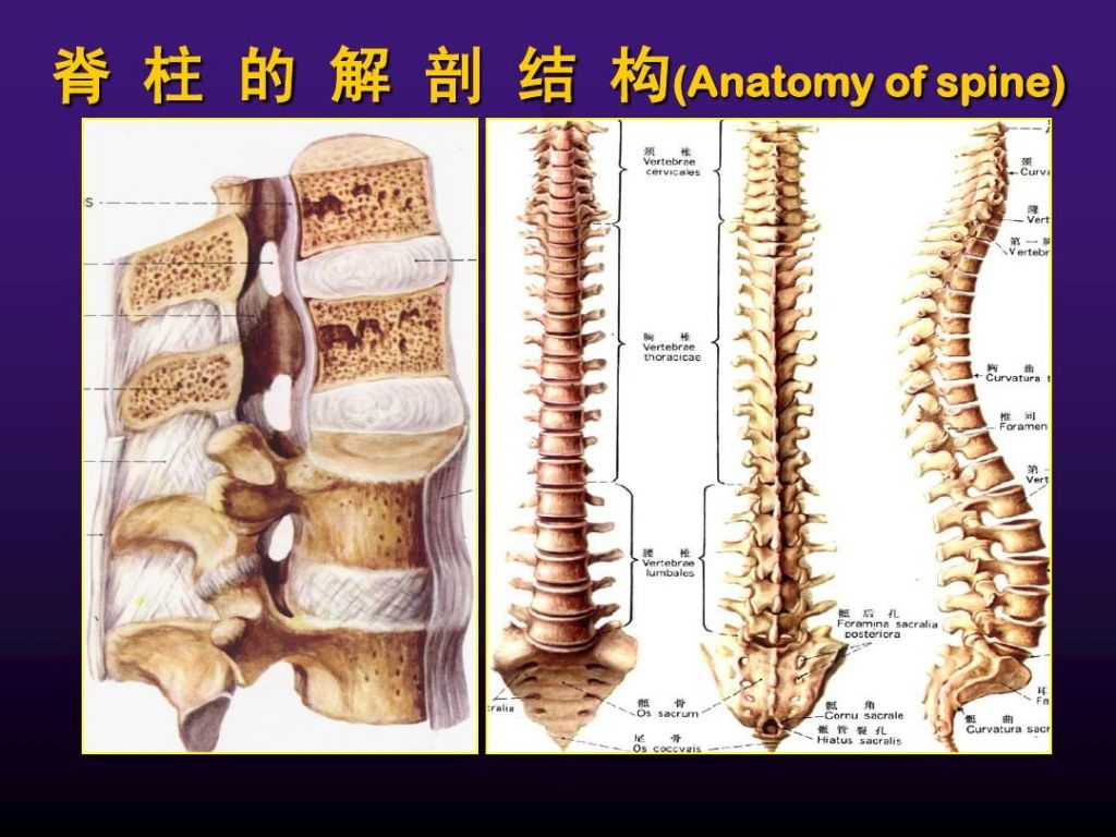 下脊椎在哪(脊椎图片构造图)