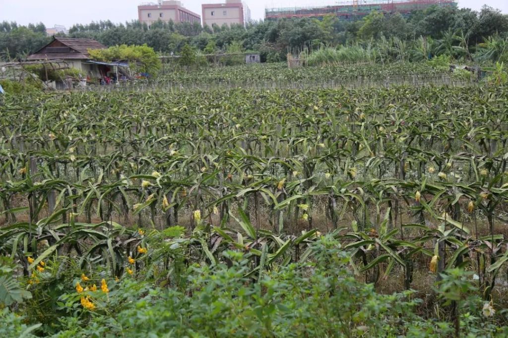 火龙果园在哪(合肥青阳山火龙果采摘园)