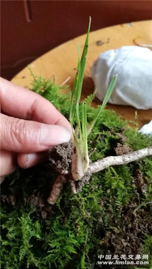 龙根草在哪里(如何挑选下山草)