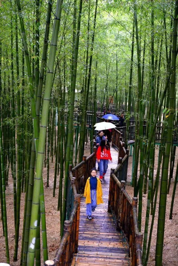 竹尖长廊在哪(宜兴竹海凌云阁)
