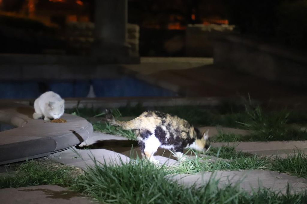 流浪猫会在哪(流浪猫会用猫砂吗)