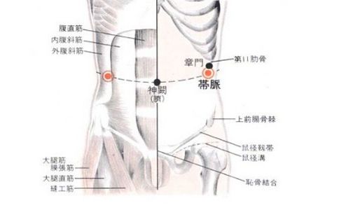 人体的带脉在哪里(人体的带脉在什么位置图片)