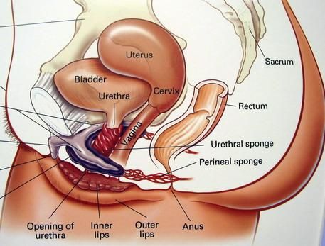女性尿道在哪儿的简单介绍